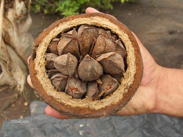 brazil-nut-pod-opened
