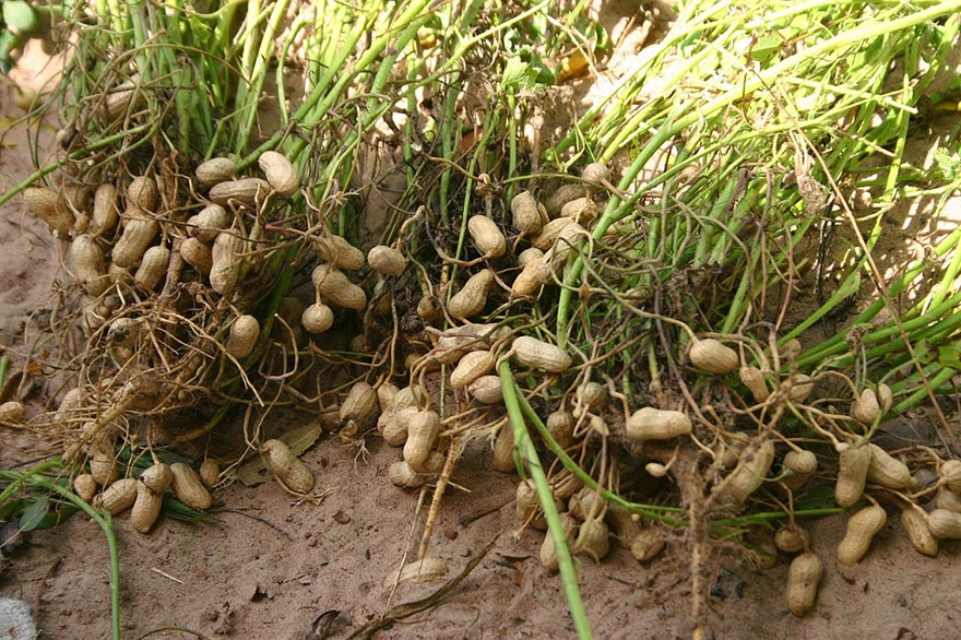 do-you-know-what-your-favorite-foods-look-like-while-growing-beloved-peanuts-which-are-also-called-earthnuts-groundnuts-goober-peas-monkey-nuts-pygmy-nuts-and-pig-nuts