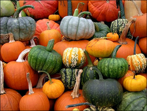 tons-of-different-pumpkins-at-the-peach-tree-farm-near-columbia-missouri