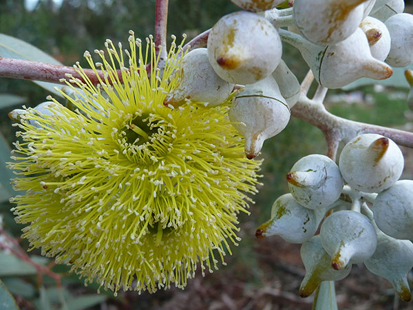 eucalyptus_woodwardii_bloom