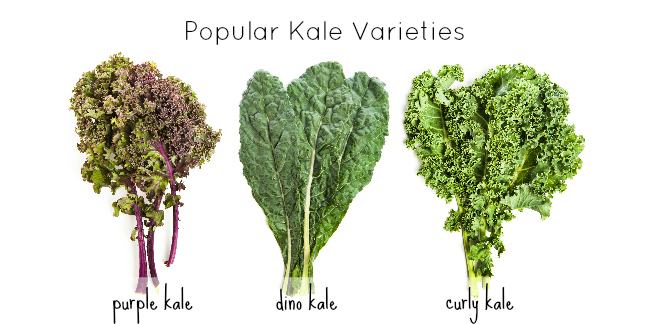 kale-varieties