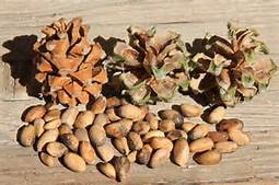 pine-nuts