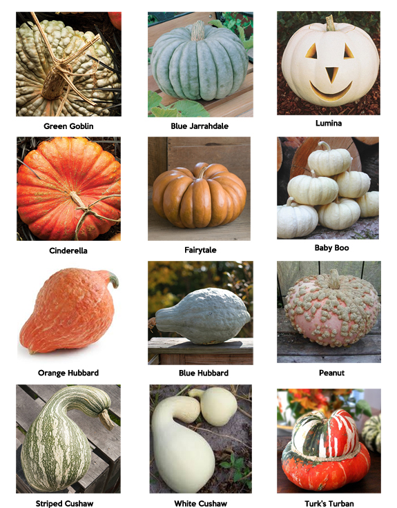 pumpkin-varieties