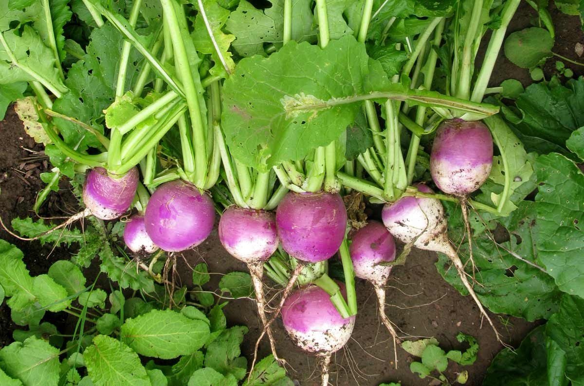 img_6798_turnips