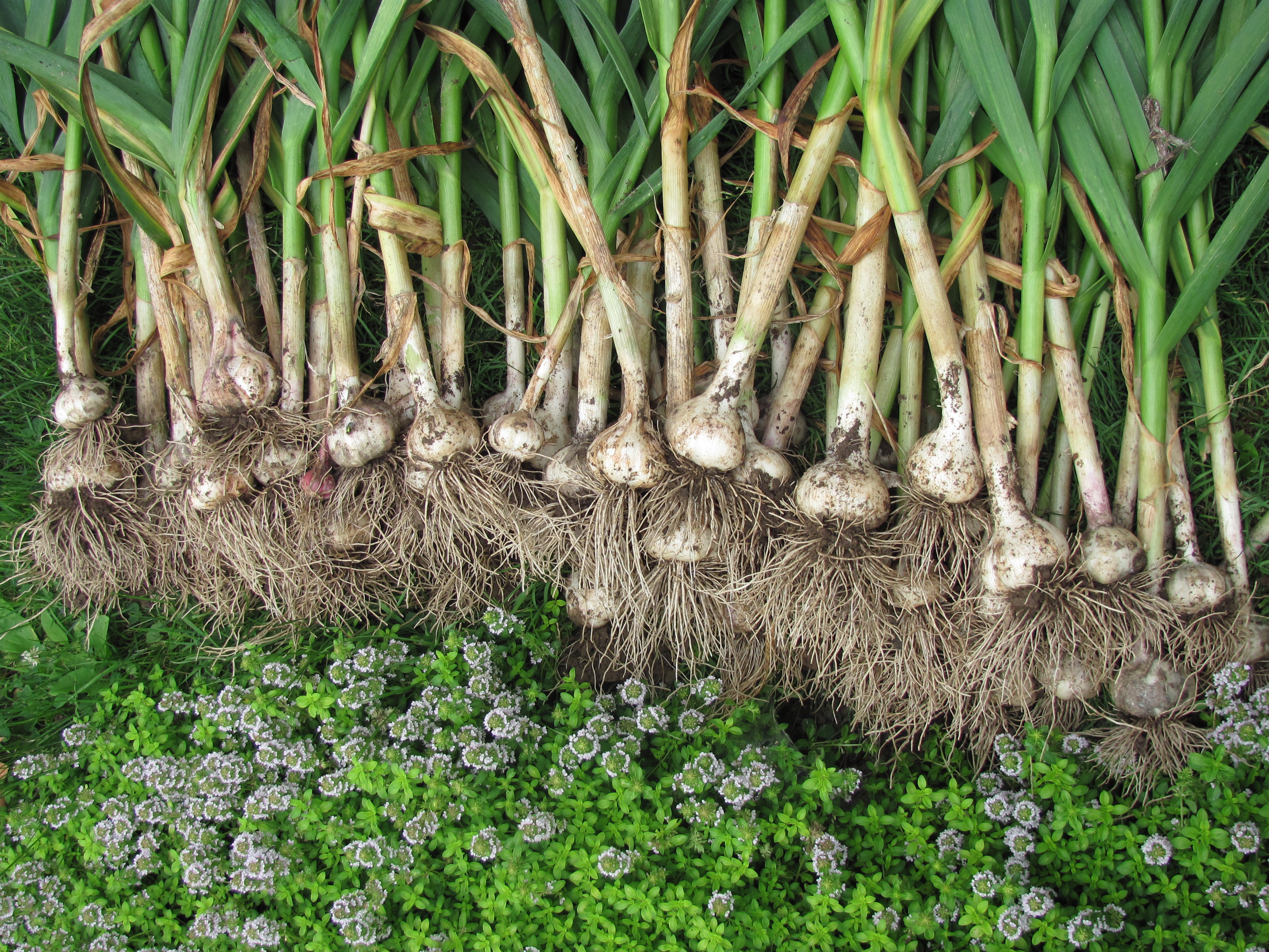 october-12-growing-garlic