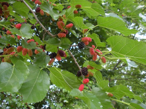 mulberry-fruit-2-500x375