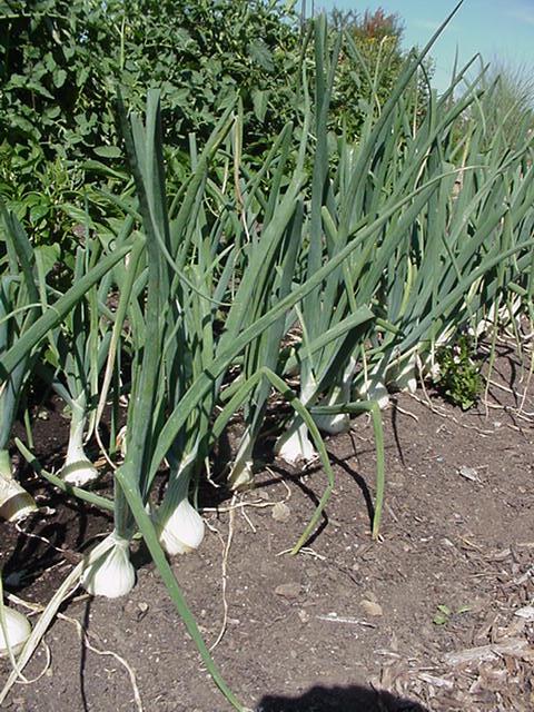 onion-plant3