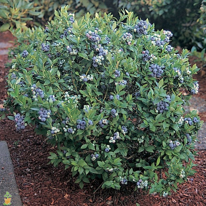 blueberry-bushes_1
