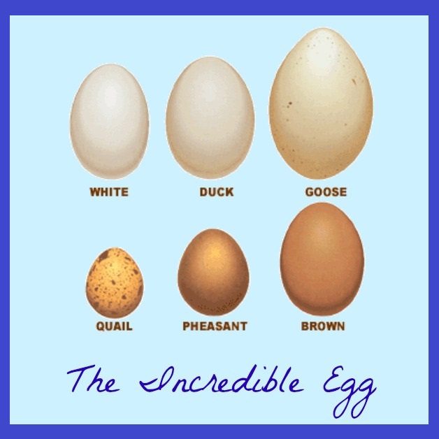 Как по английски будет яйцо. Размер гусиного яйца. Размер индюшиного яйца. Гусиные и индюшиные яйца. Размер яйца курицы.