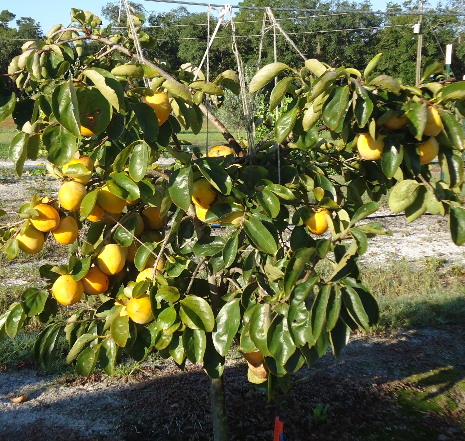 persimmon-tree-2